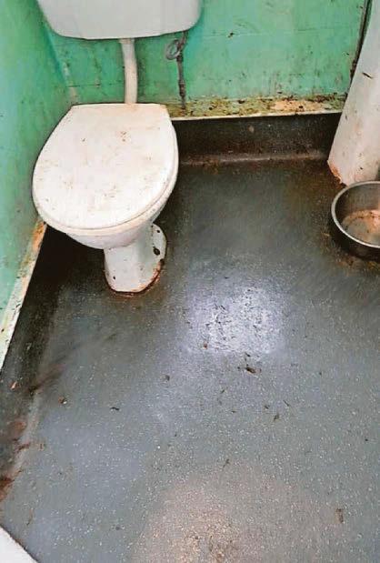 Man bred dogs without licence