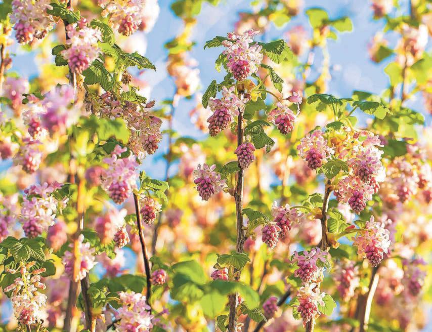 Currant affairs