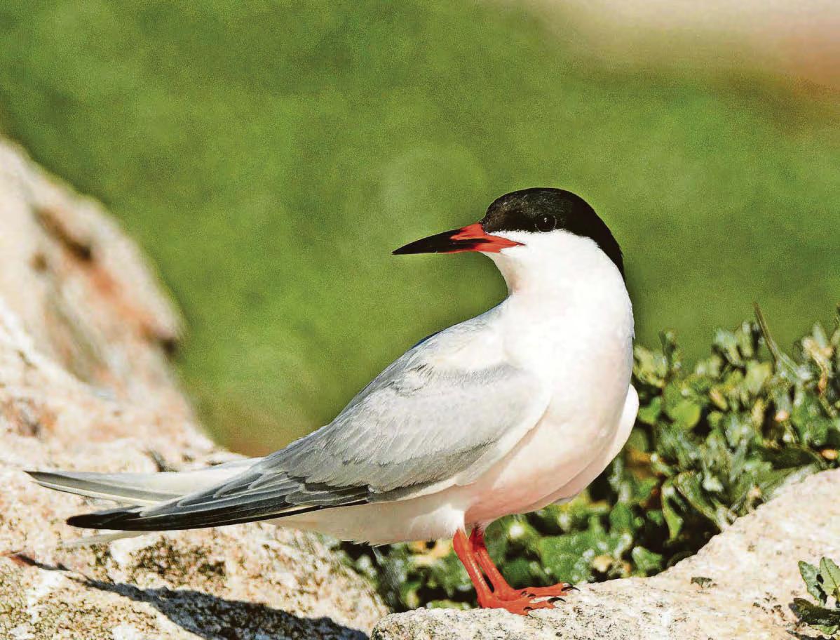 Compound work begins to protect breeding terns