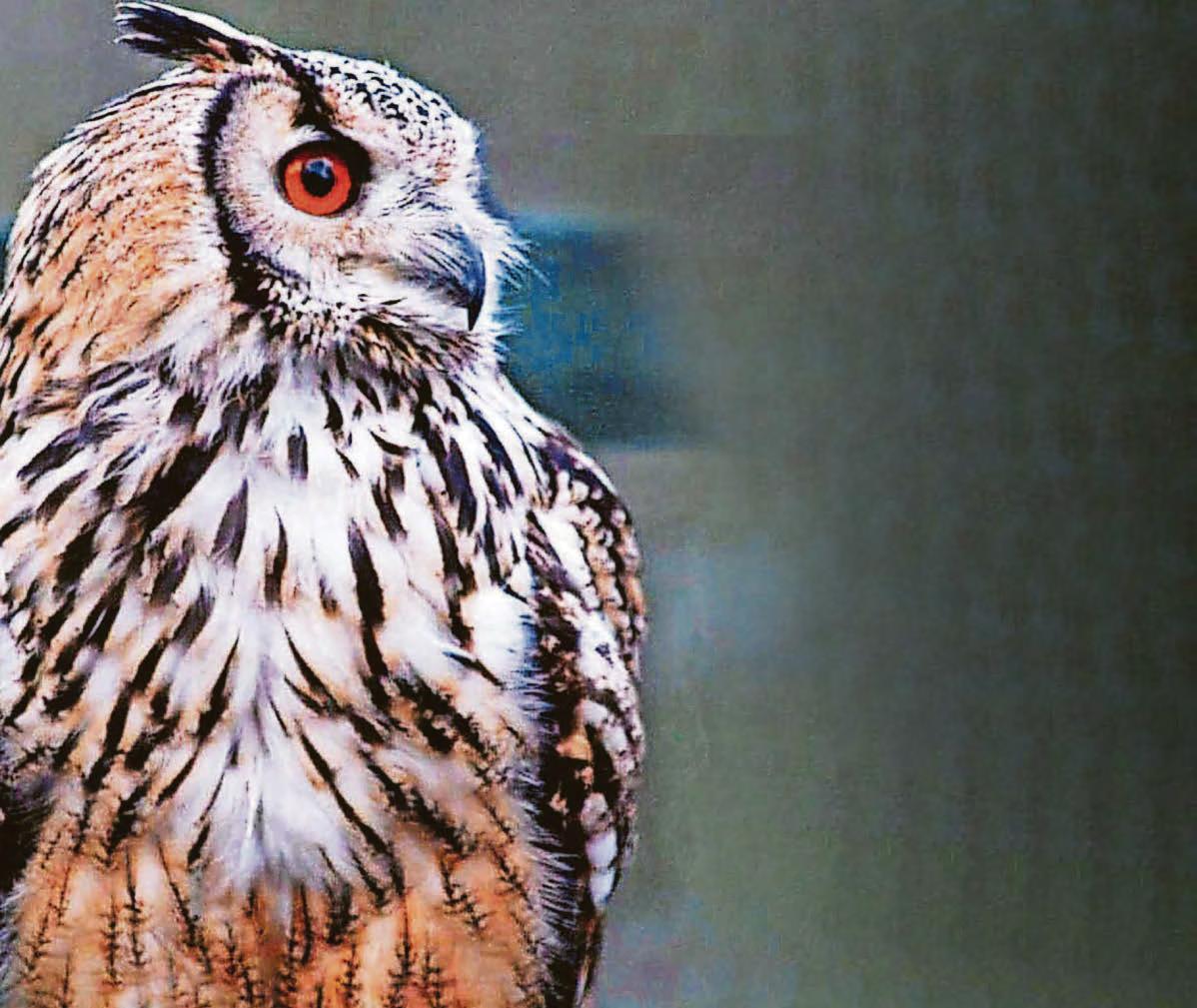 Pensioners who devote life to owls 'devastated' after their sanctuary ruined by vandals