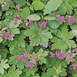 GERANIUM MANIA
