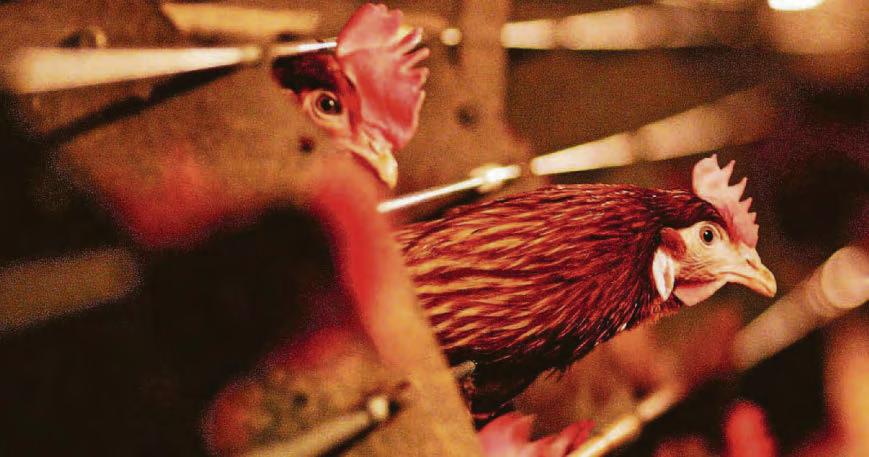 High Court blocks poultry megafarm