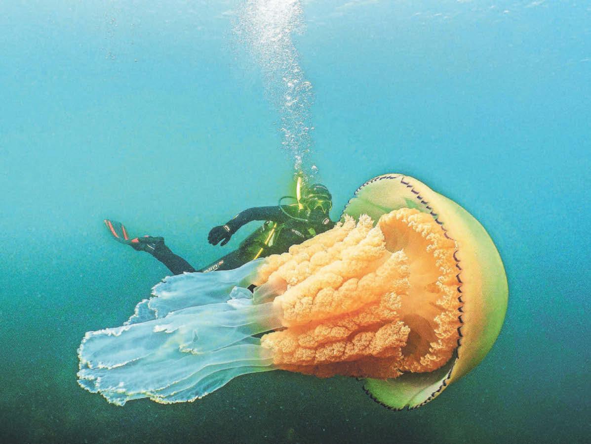 Expect more giant jellyfish as our waters get warmer