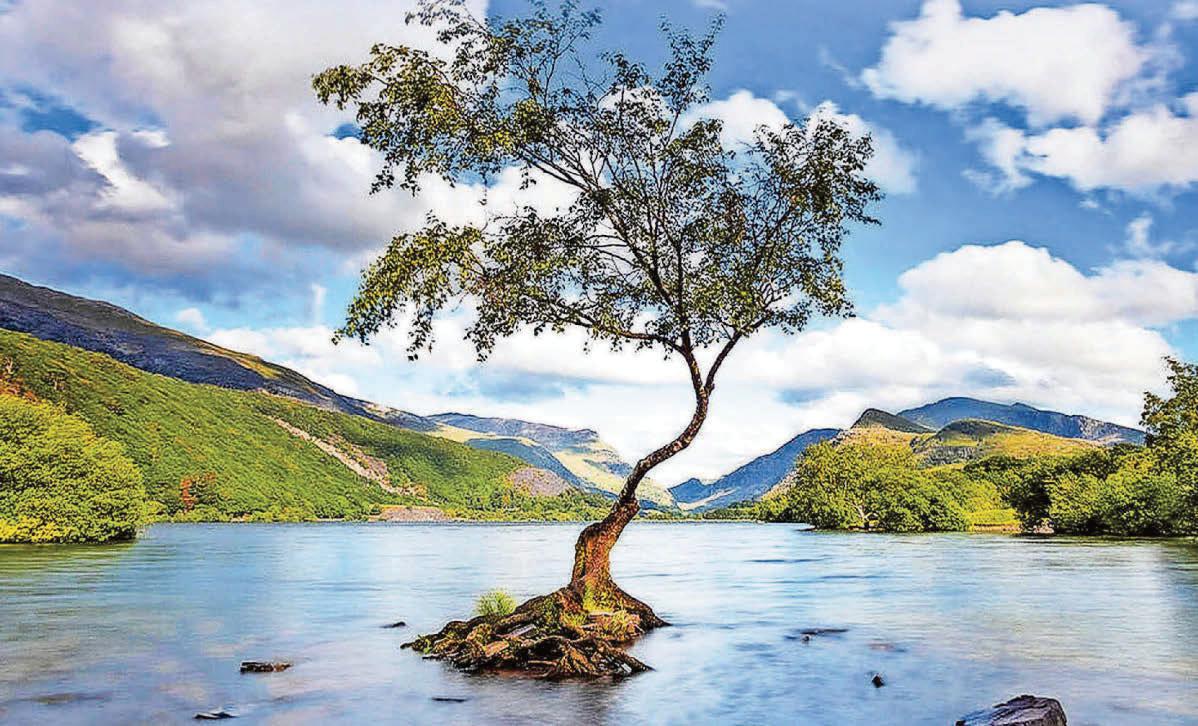 Tiny 'Lonely Tree' vies with UK giants to be crowned Britain's best