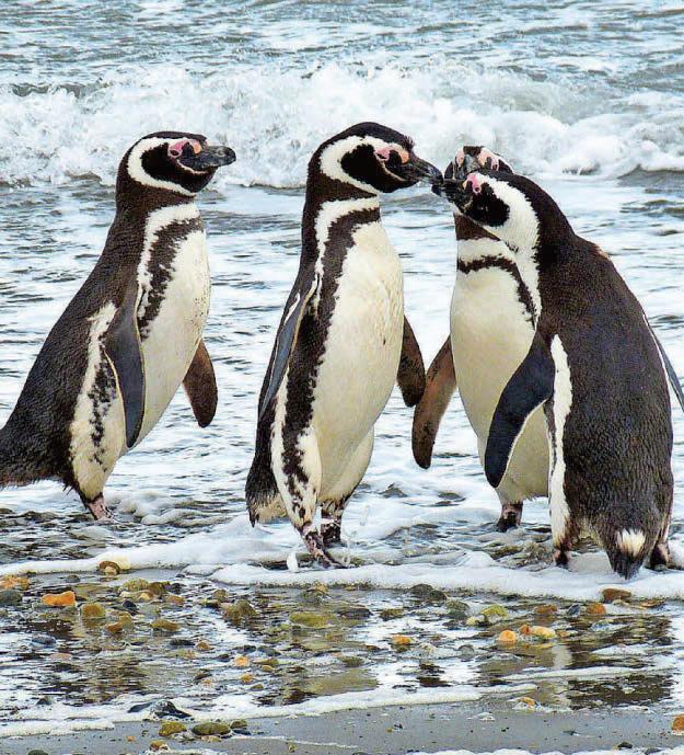 Uni expert puts penguins on tag in rescue project
