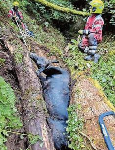 Trapped cow is hoisted to safety