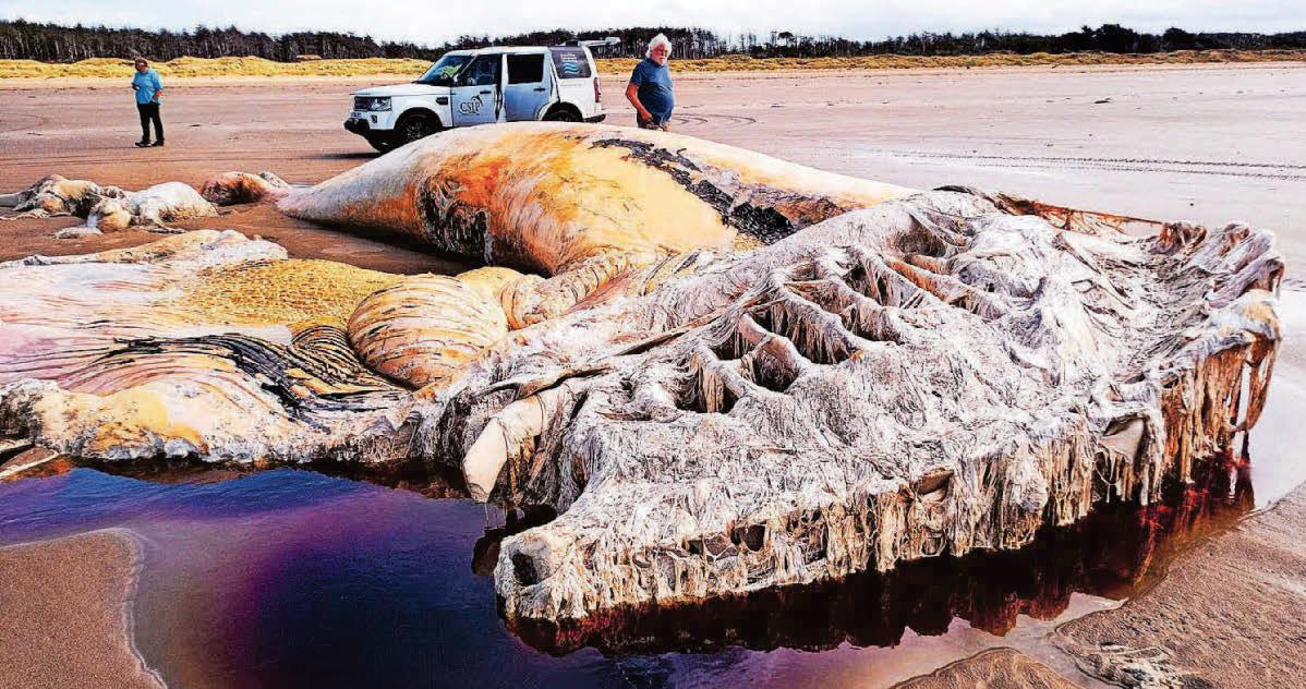 Giant sea creature found on beach is fin whale – researchers