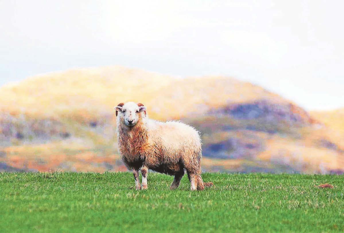 Farming union calls for more stability in sector