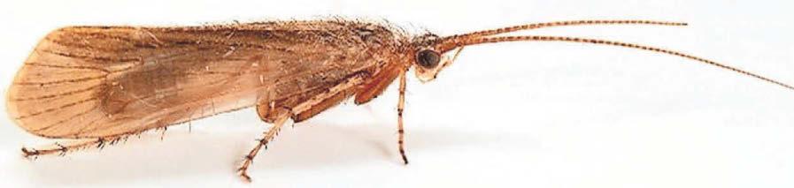 Insect 'extinct' in UK since 2016 found in Wales