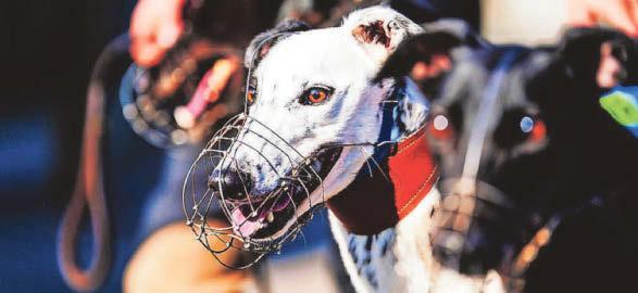 Bill is introduced to ban Wales greyhound racing