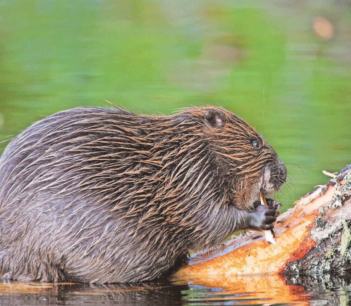 'Dam good': Beavers to become native species