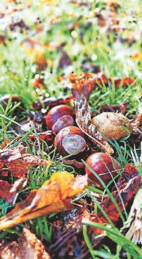 Autumn signals abundant acorns, conkers and berries