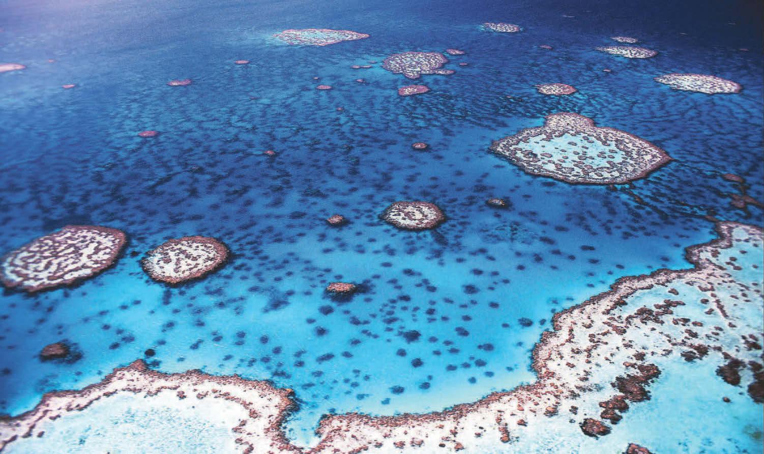 First climate tipping point hit after coral reef diebacks, scientists warn