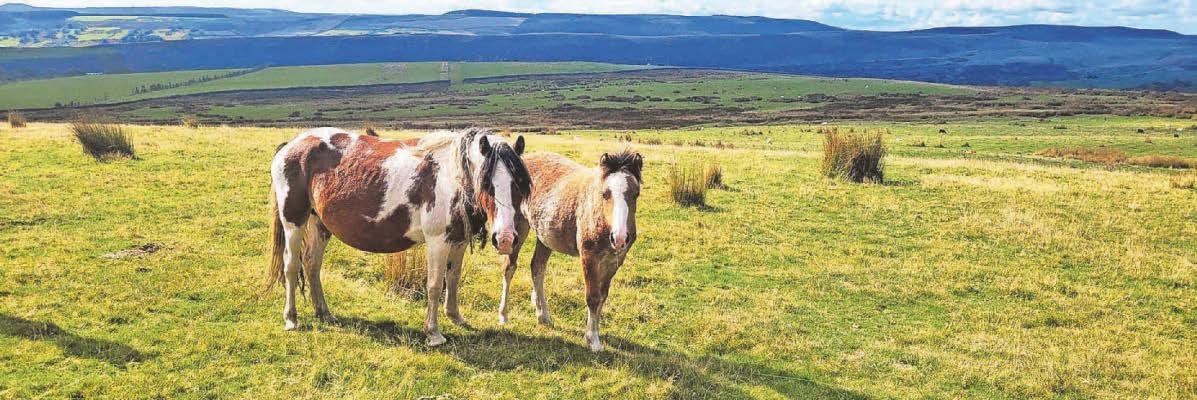 Feral ponies pictured by drones