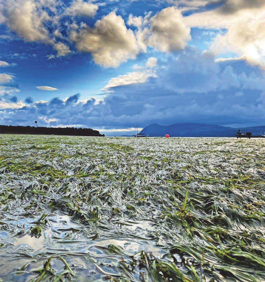 How communities are helping to revive seagrass in Wales