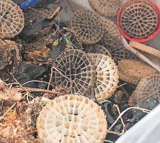 Huge clean-up as plastic discs are washed ashore