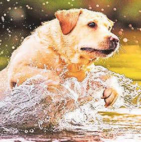 Dogs may be adding to river pollution