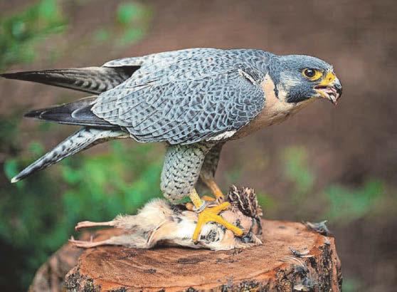 Why national parks and nature reserves don’t always safeguard ecosystems as expected