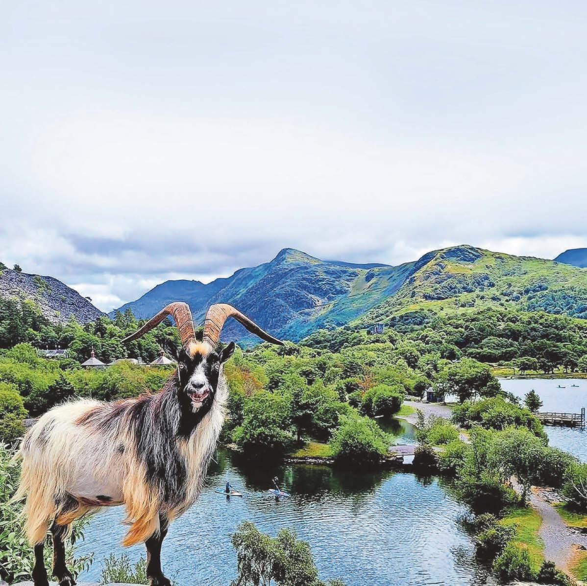 Welsh mountain goats 'being forced out' by hidden-gem tourists
