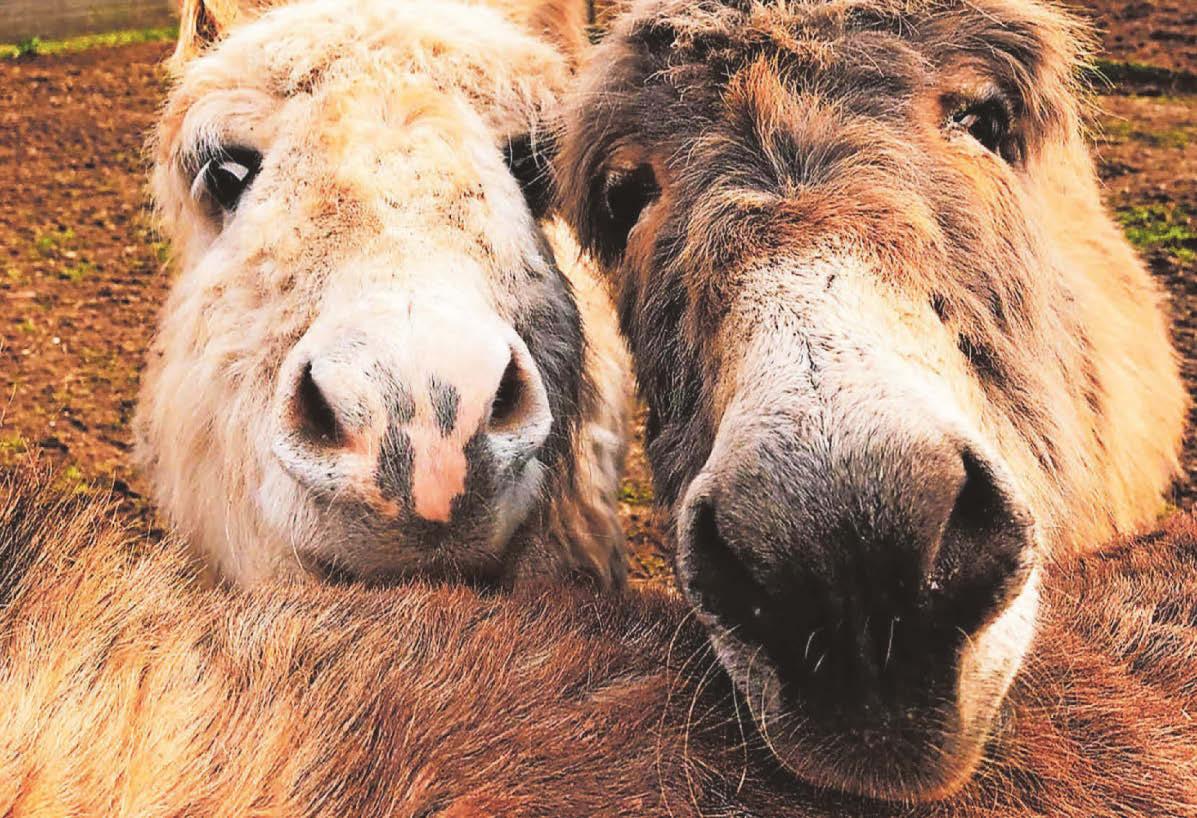 Urgent appeal for animals ‘desperately’ in need of help