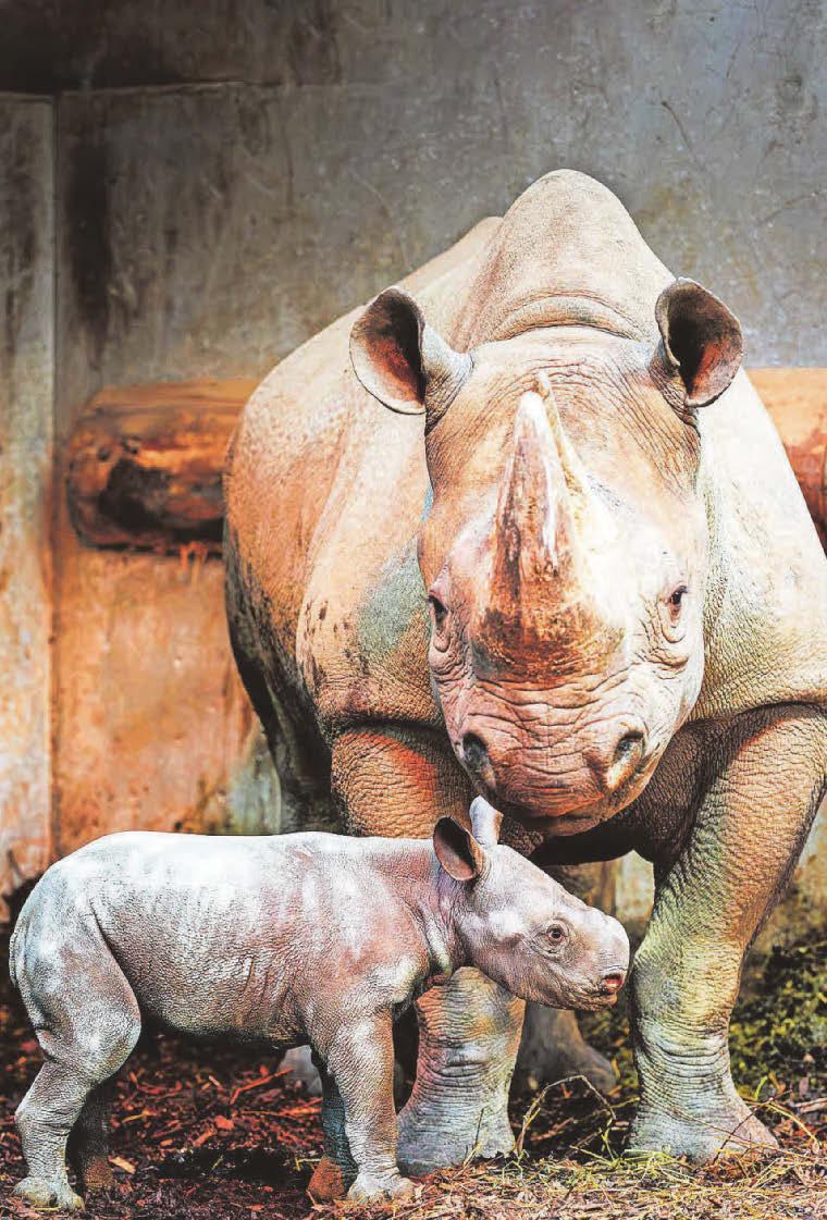 Zoo announces amazing birth of rare baby rhino