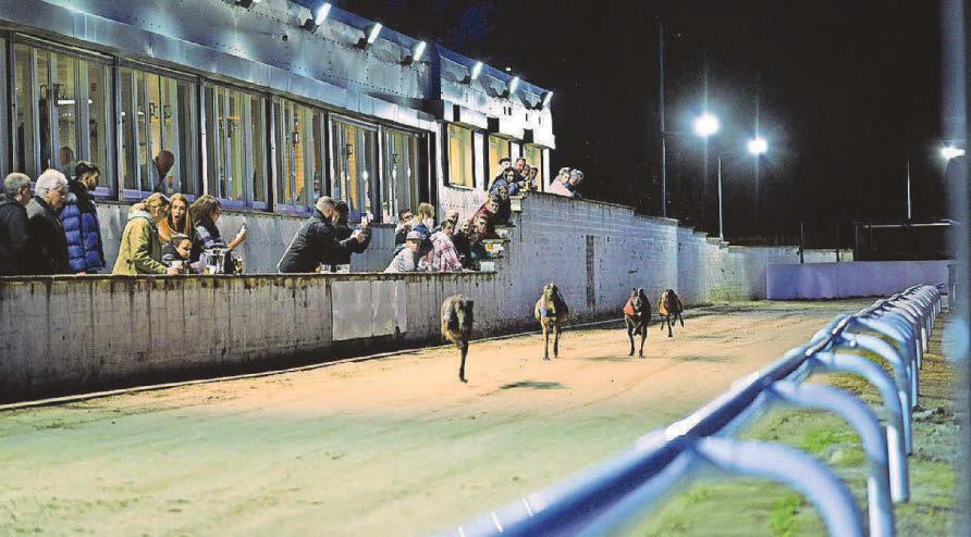 Greyhound racing ban plans criticised