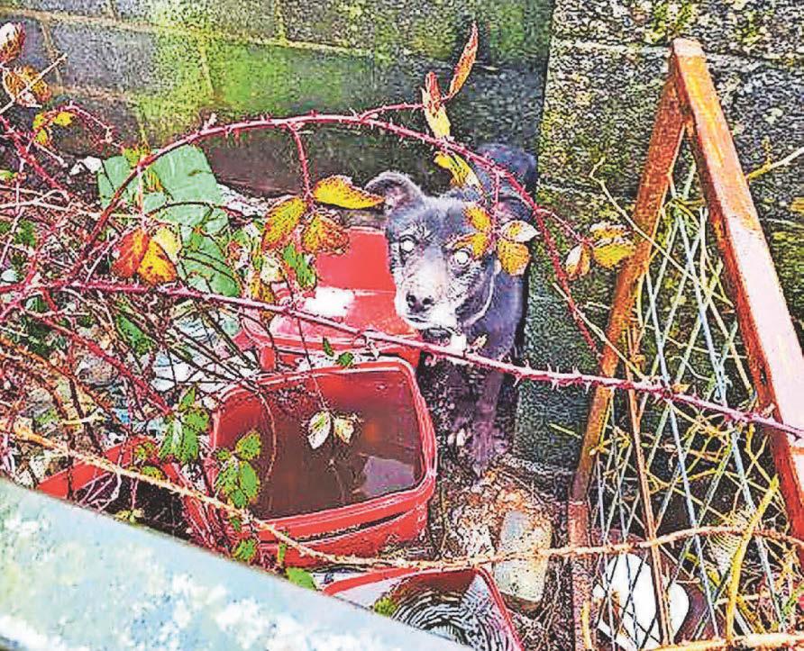 Farmer jailed over animal welfare inspection horrors