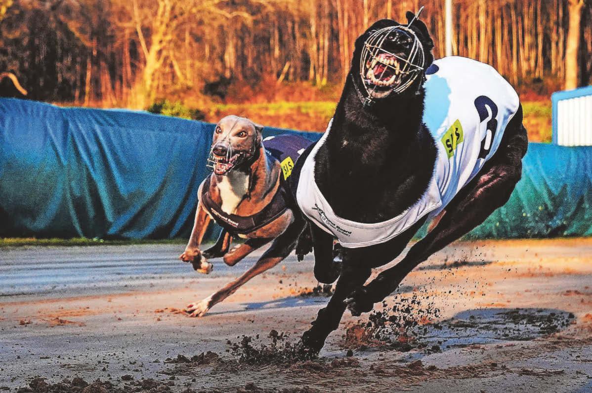 Plan to ban greyhound racing in Wales clears the first hurdle