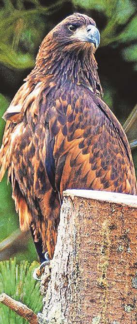 Police investigate after suspicious disappearance of majestic rare eagles