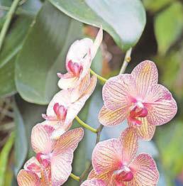 Orchids bring joy to winter