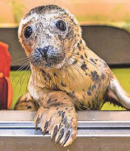 Elvis ready for return to the sea