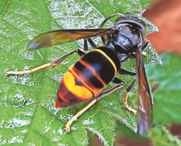 Warning after first Asian hornet nest found in Wales