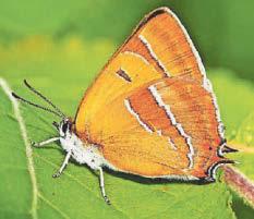 Egg hunt reveals record numbers of rare butterflies