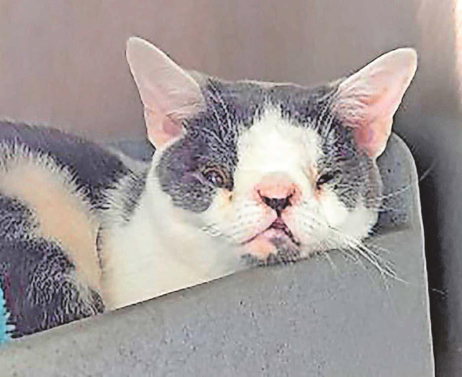 POOR ABANDONED CAT FINALLY FINDS HIS PAW-FECT HOME