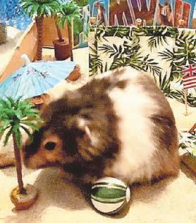 BELOVED PET SPUD IS A SCREEN HAMSTAR