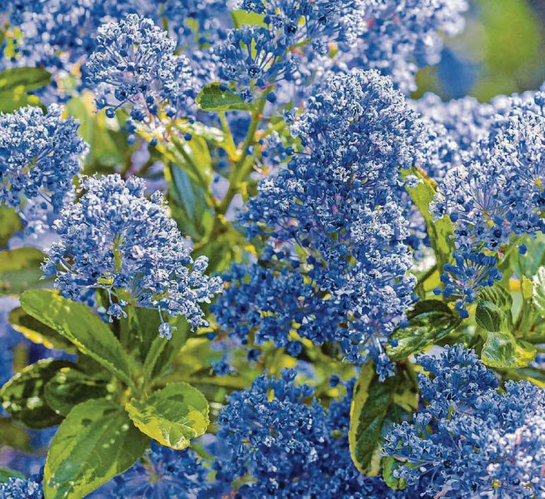 CALIFORNIA SCHEMING...