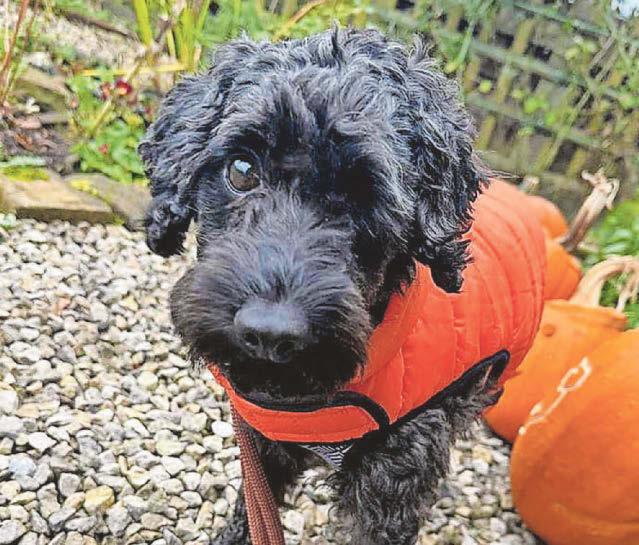Woman who let Cockapoo repeatedly run away jailed