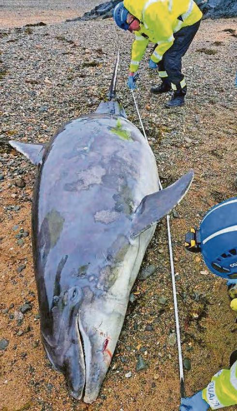 Dolphin corpse washes up on island beach