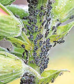WEED WOES