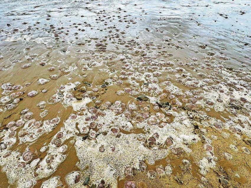 ALARM BUT LITTLE HARM FROM HUGE SWARM OF JELLYFISH