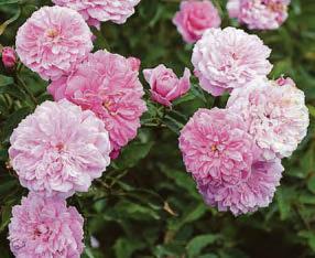 NOW IS THE TIME TO PAY ATTENTION TO BLOOMING ROSES ON YOUR PATCH