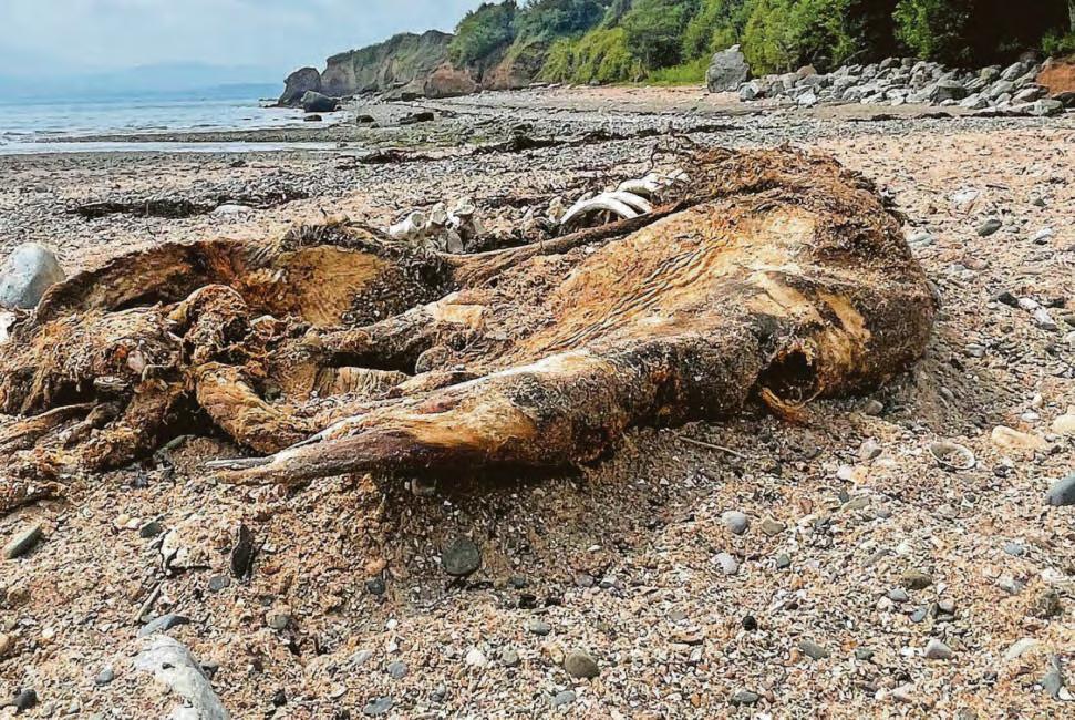 Carcass baffles beachgoers but sea zoo has solution