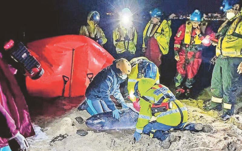 Sadness as experts can't save beached pygmy whale calf
