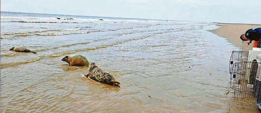 Five orphaned seals released back into wild