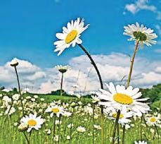 Say 'no' to a garden mow