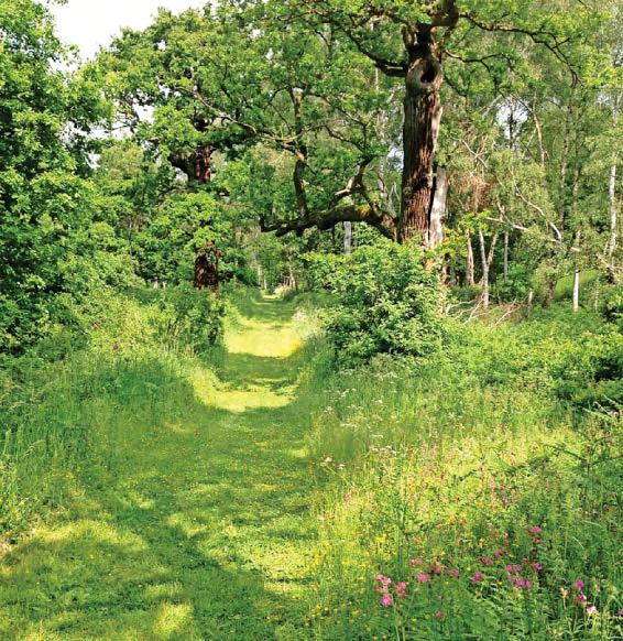 Can you help shape the future of nature's recovery across Nottinghamshire?