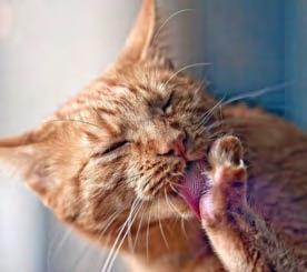 My cat might have hay fever