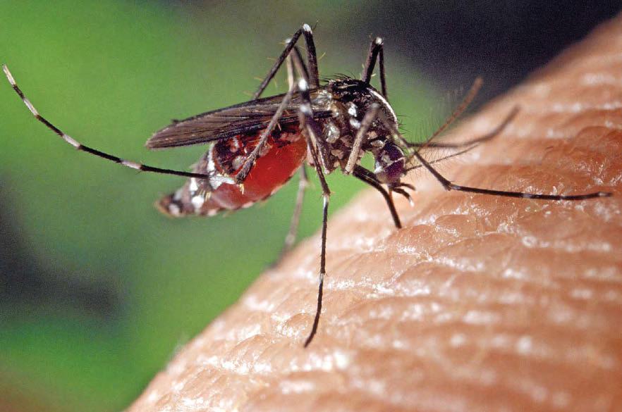 Extra precautions as West Nile virus found in mosquitoes in Notts