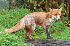 Can I prevent fox attacks?