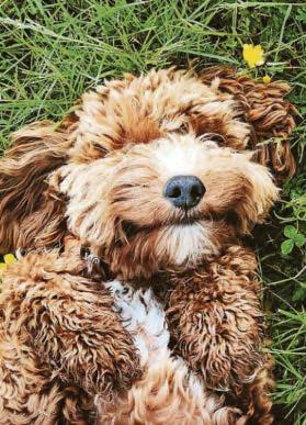 Could womb risk kill dog?